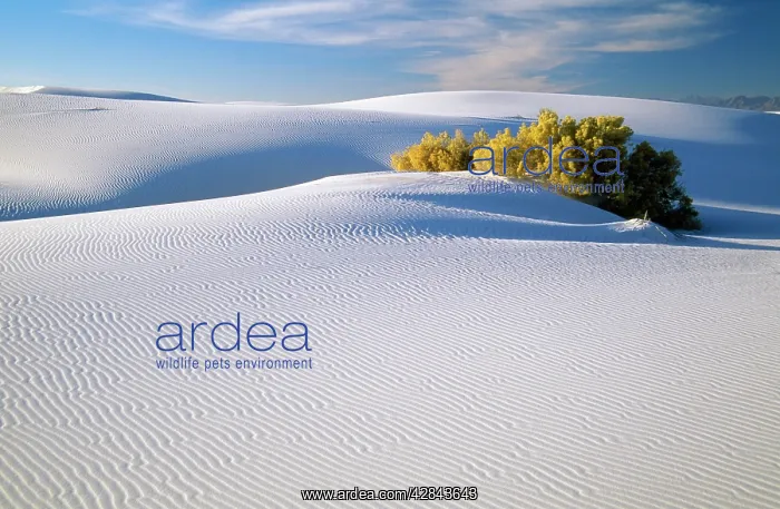 : USA - white sand desert, showing patterns : USA - white sand desert, showing patterns