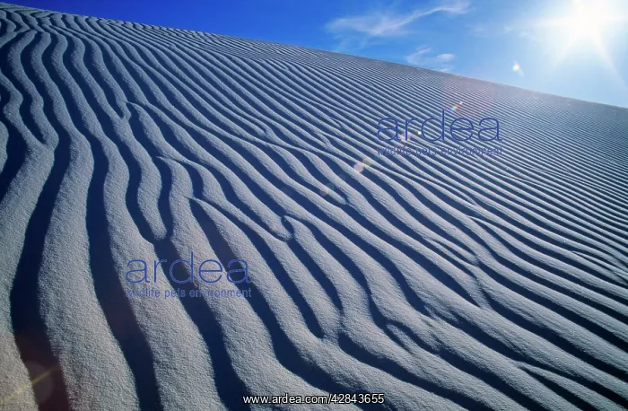 : USA - white sand desert, showing patterns : USA - white sand desert, showing patterns