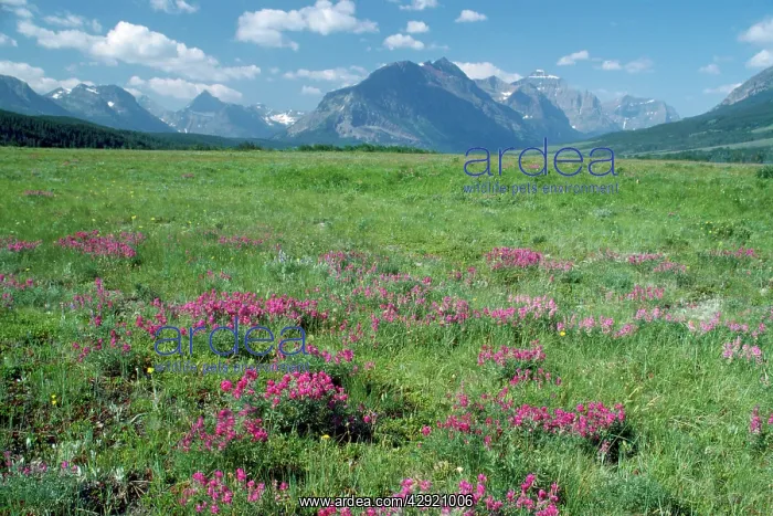 : USA - Wild Vetch in bloom : USA - Wild Vetch in bloom