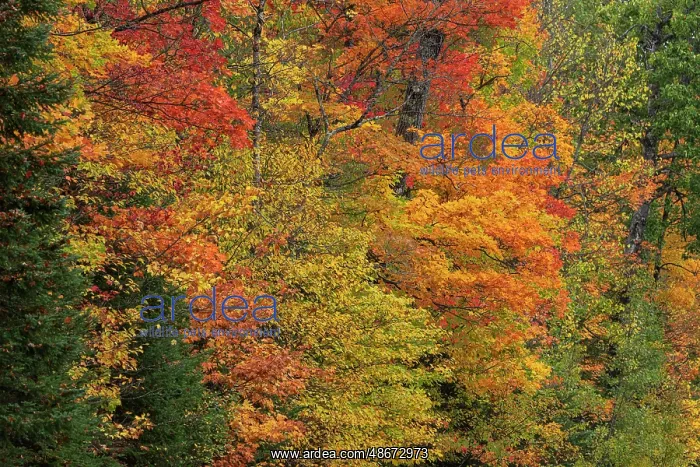 : USA, Wisconsin, Chequamegon-Nicolet National Forest : USA, Wisconsin, Chequamegon-Nicolet National Forest