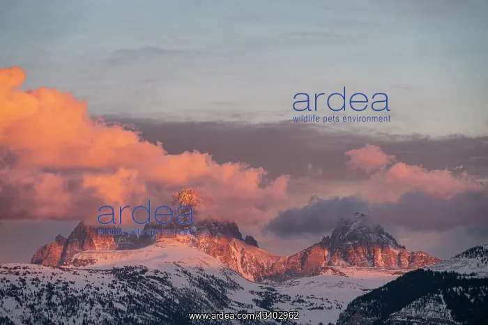 : USA, Wyoming. Alpenglow on Teton peaks from the : USA, Wyoming. Alpenglow on Teton peaks from the