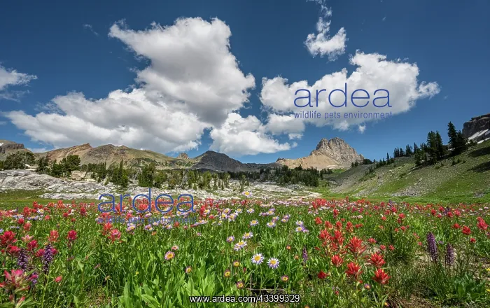 : USA, Wyoming. Alpine meadow of paintbrush and aster : USA, Wyoming. Alpine meadow of paintbrush and aster