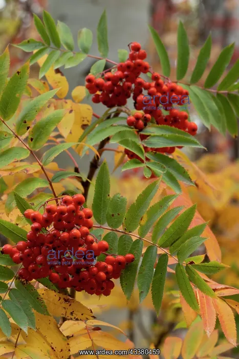 : USA, Wyoming. American Mountain Ash with berries : USA, Wyoming. American Mountain Ash with berries