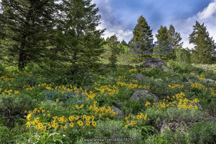 : USA, Wyoming. Arrowleaf balsamroot and evergreen trees : USA, Wyoming. Arrowleaf balsamroot and evergreen trees