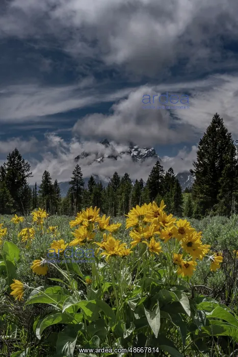 : USA, Wyoming. Arrowleaf balsamroot and Mount Moran : USA, Wyoming. Arrowleaf balsamroot and Mount Moran