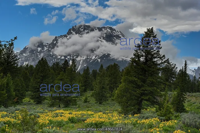 : USA, Wyoming. Arrowleaf balsamroot and Mount Moran : USA, Wyoming. Arrowleaf balsamroot and Mount Moran