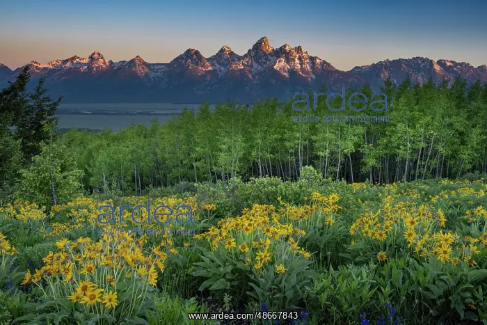 : USA, Wyoming. Arrowleaf balsamroot wildflower and aspen : USA, Wyoming. Arrowleaf balsamroot wildflower and aspen