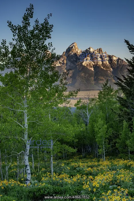 : USA, Wyoming. Arrowleaf balsamroot wildflower and aspen