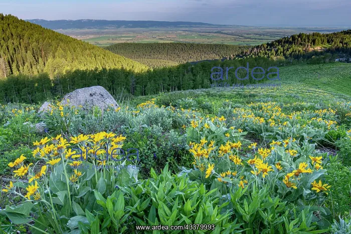 : USA, Wyoming. Arrowleaf balsamroot wildflowers in : USA, Wyoming. Arrowleaf balsamroot wildflowers in
