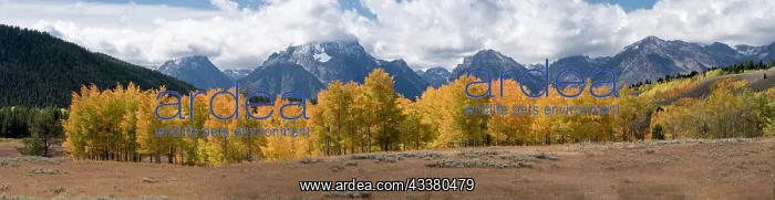 : USA, Wyoming. Aspen, Grand Teton National Park : USA, Wyoming. Aspen, Grand Teton National Park