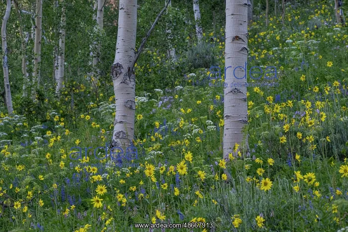 : USA, Wyoming. Aspen trunks with Arrowleaf balsamroot and : USA, Wyoming. Aspen trunks with Arrowleaf balsamroot and