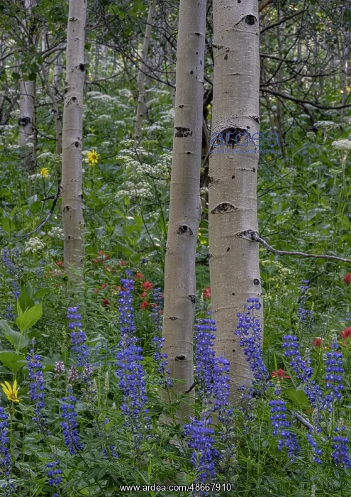 : USA, Wyoming. Aspen trunks and lupine wildflowers, Teton : USA, Wyoming. Aspen trunks and lupine wildflowers, Teton
