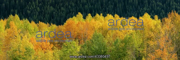 : USA, Wyoming. Autumn aspen, Grand Teton National Park : USA, Wyoming. Autumn aspen, Grand Teton National Park