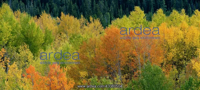 : USA, Wyoming. Autumn aspen, Grand Teton National Park : USA, Wyoming. Autumn aspen, Grand Teton National Park