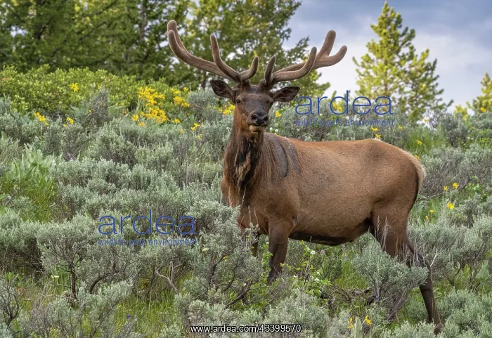 : USA, Wyoming. Bull elk portrait and arrowleaf balsamroot : USA, Wyoming. Bull elk portrait and arrowleaf balsamroot