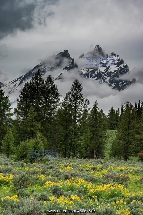  : USA, Wyoming. Cathedral view of Mount Teewinot, Grand Teton