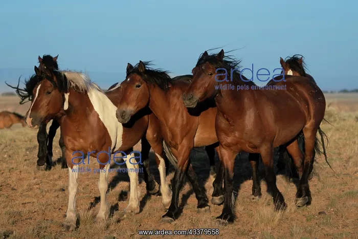  : USA, Wyoming. Close-up of wild horses walking in desert