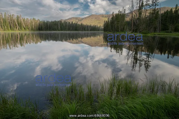 : USA, Wyoming. Clouds reflected in Sylvan Lake, Yellowstone : USA, Wyoming. Clouds reflected in Sylvan Lake, Yellowstone