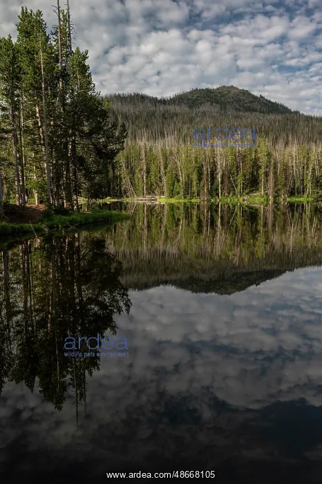 : USA, Wyoming. Clouds reflected in Sylvan Lake, Yellowstone : USA, Wyoming. Clouds reflected in Sylvan Lake, Yellowstone
