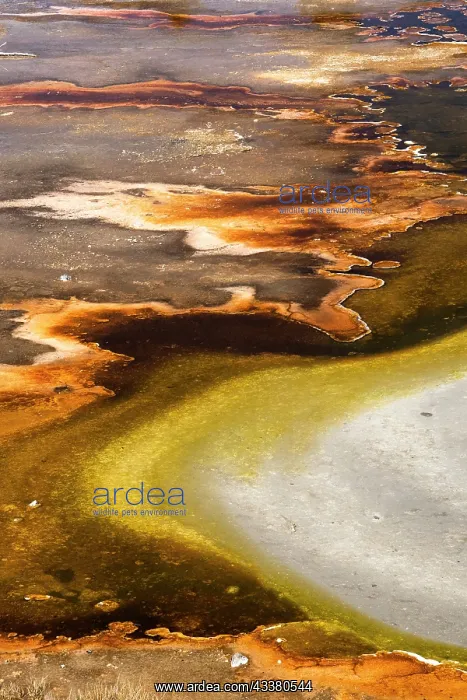 : USA, Wyoming. Colorful abstract designs of hydrothermal : USA, Wyoming. Colorful abstract designs of hydrothermal