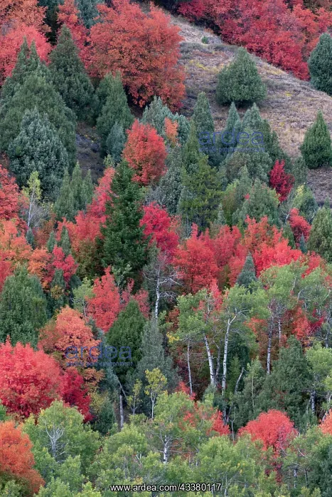 : USA, Wyoming. Colorful autumn foliage of the Caribou-Targhee : USA, Wyoming. Colorful autumn foliage of the Caribou-Targhee
