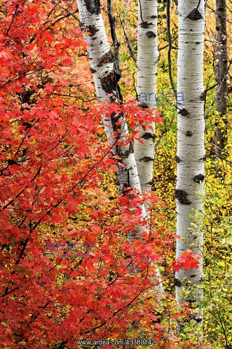 : USA, Wyoming. Colorful autumn foliage of the Caribou-Targhee : USA, Wyoming. Colorful autumn foliage of the Caribou-Targhee