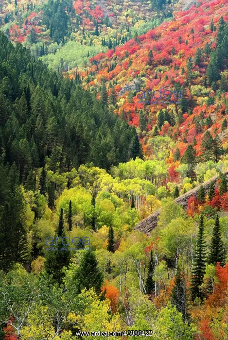 : USA, Wyoming. Colorful autumn foliage of the Caribou-Targhee : USA, Wyoming. Colorful autumn foliage of the Caribou-Targhee