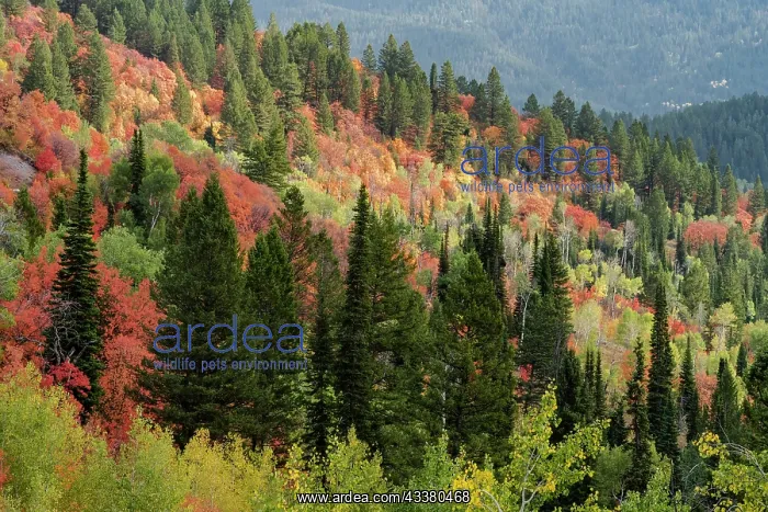 : USA, Wyoming. Colorful autumn foliage of the Caribou-Targhee : USA, Wyoming. Colorful autumn foliage of the Caribou-Targhee