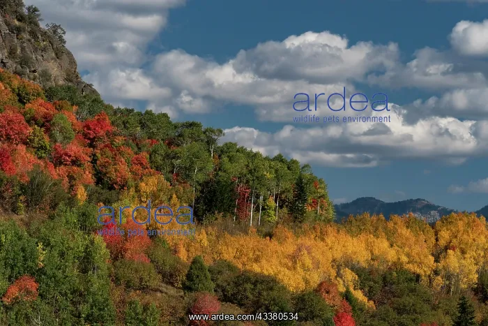 : USA, Wyoming. Colorful autumn foliage of the Caribou-Targhee : USA, Wyoming. Colorful autumn foliage of the Caribou-Targhee
