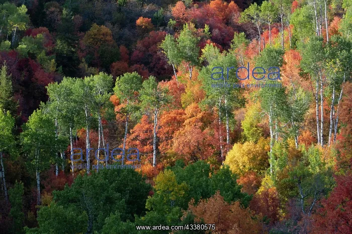 : USA, Wyoming. Colorful autumn foliage of the Caribou-Targhee : USA, Wyoming. Colorful autumn foliage of the Caribou-Targhee