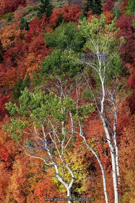 : USA, Wyoming. Colorful autumn foliage of the Caribou-Targhee : USA, Wyoming. Colorful autumn foliage of the Caribou-Targhee