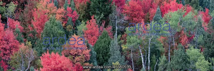 : USA, Wyoming. Colorful autumn foliage of the Caribou-Targhee : USA, Wyoming. Colorful autumn foliage of the Caribou-Targhee