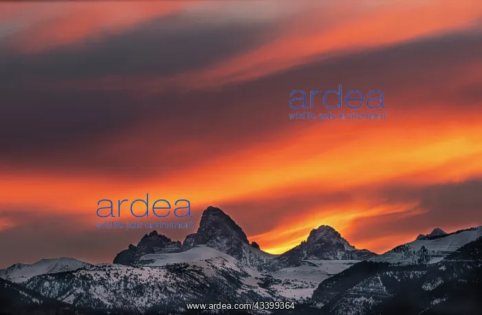: USA, Wyoming. Colorful sunrise on Grand Teton from : USA, Wyoming. Colorful sunrise on Grand Teton from