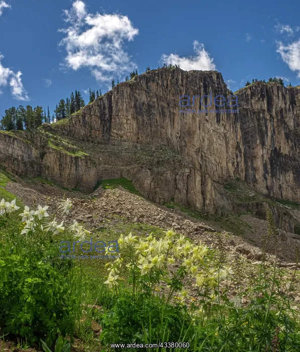 : USA, Wyoming. Field of Columbine wildflowers, and : USA, Wyoming. Field of Columbine wildflowers, and