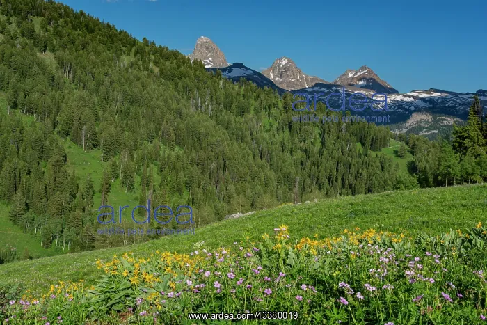 : USA, Wyoming. Geranium and arrowleaf balsamroot : USA, Wyoming. Geranium and arrowleaf balsamroot