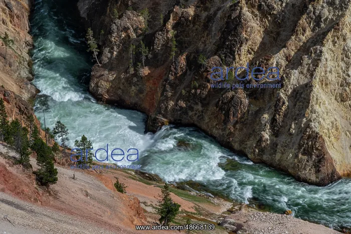 : USA, Wyoming. Grand Canyon of Yellowstone River, Yellowstone : USA, Wyoming. Grand Canyon of Yellowstone River, Yellowstone