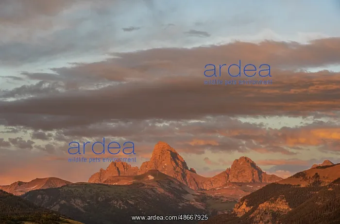 : USA, Wyoming. Grand Teton and alpenglow on west side of : USA, Wyoming. Grand Teton and alpenglow on west side of