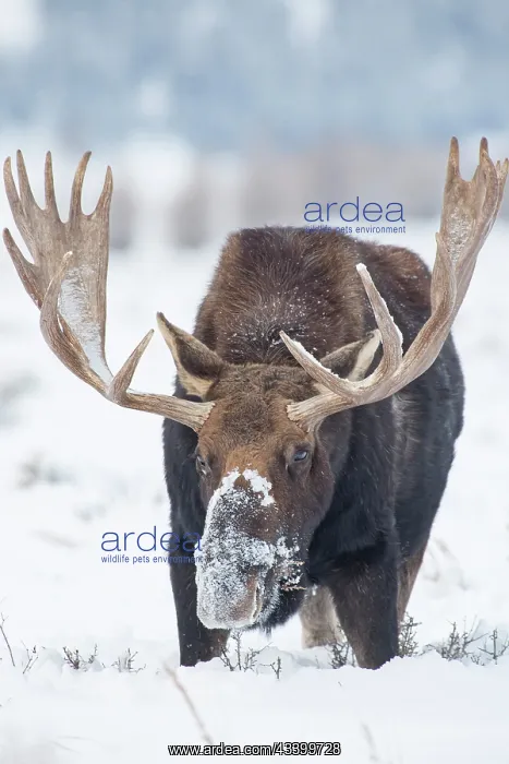 : USA, Wyoming, Grand Teton National Park. Bull moose : USA, Wyoming, Grand Teton National Park. Bull moose
