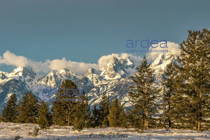 : USA, Wyoming, Grand Teton National Park. Grand Tetons : USA, Wyoming, Grand Teton National Park. Grand Tetons