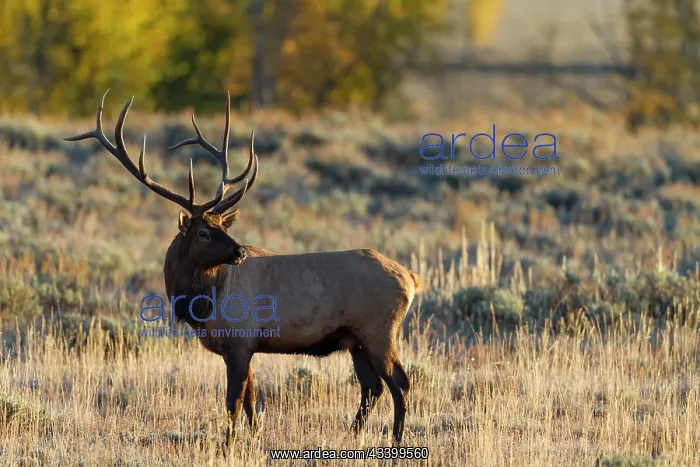 : USA, Wyoming, Grand Teton National Park. Bull elk : USA, Wyoming, Grand Teton National Park. Bull elk