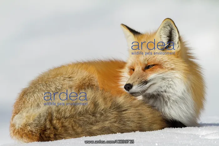 : USA, Wyoming, Grand Teton National Park. Red fox : USA, Wyoming, Grand Teton National Park. Red fox