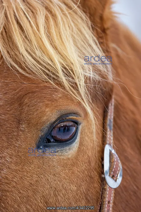  : USA, Wyoming. Hideout Horse Ranch, horse detail. (PR)
