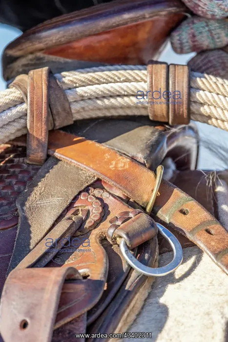 : USA, Wyoming. Hideout Horse Ranch, saddle detail. (PR) : USA, Wyoming. Hideout Horse Ranch, saddle detail. (PR)