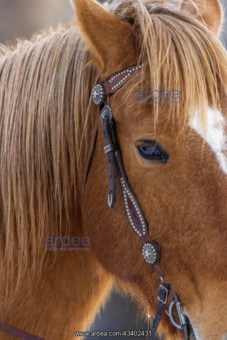 : USA, Wyoming. Hideout Horse Ranch, horse detail. (PR) : USA, Wyoming. Hideout Horse Ranch, horse detail. (PR)