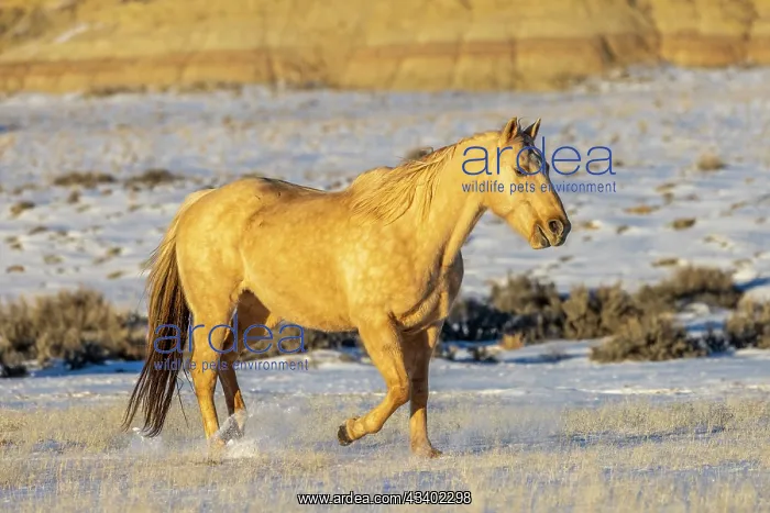 : USA, Wyoming. Hideout Horse Ranch, horse in snow. (PR) : USA, Wyoming. Hideout Horse Ranch, horse in snow. (PR)
