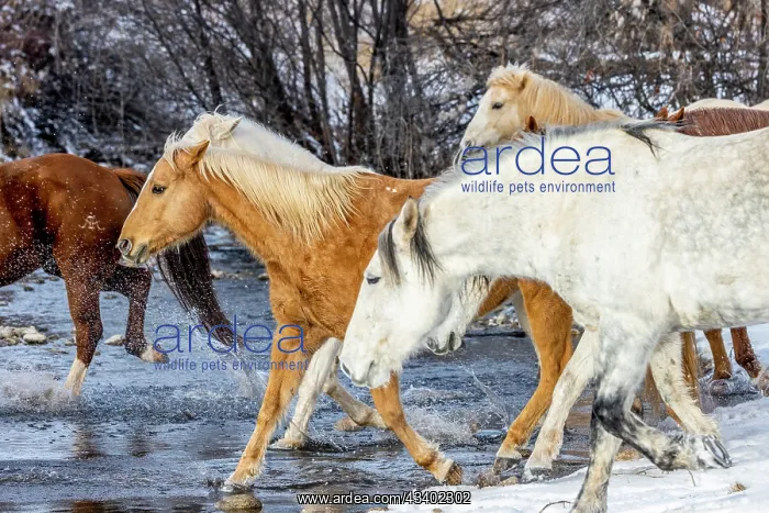 : USA, Wyoming. Hideout Horse Ranch, horses crossing : USA, Wyoming. Hideout Horse Ranch, horses crossing