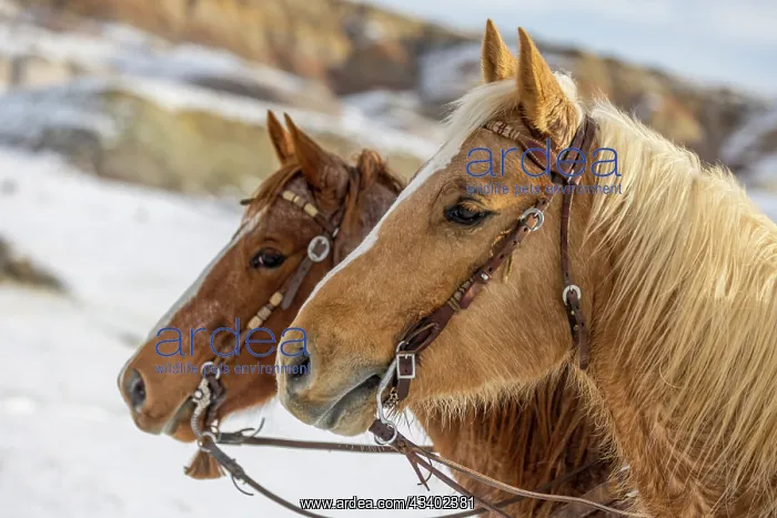 : USA, Wyoming. Hideout Horse Ranch, horses at Rest : USA, Wyoming. Hideout Horse Ranch, horses at Rest