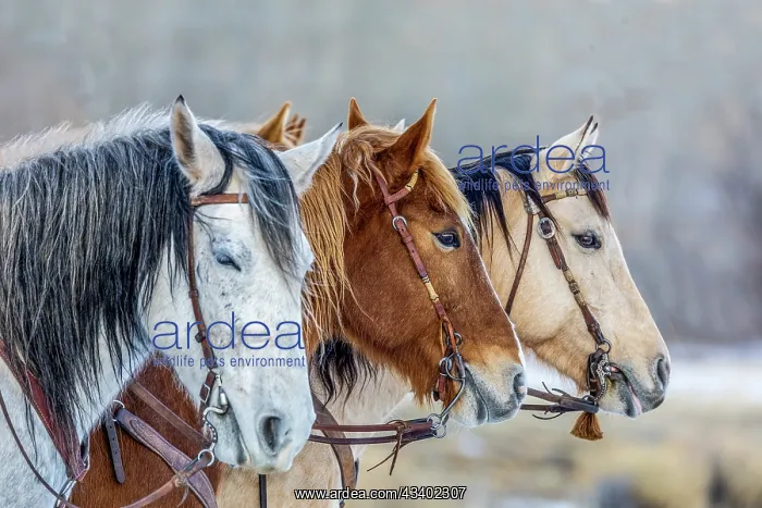 : USA, Wyoming. Hideout Horse Ranch, horses in a Row. (PR) : USA, Wyoming. Hideout Horse Ranch, horses in a Row. (PR)