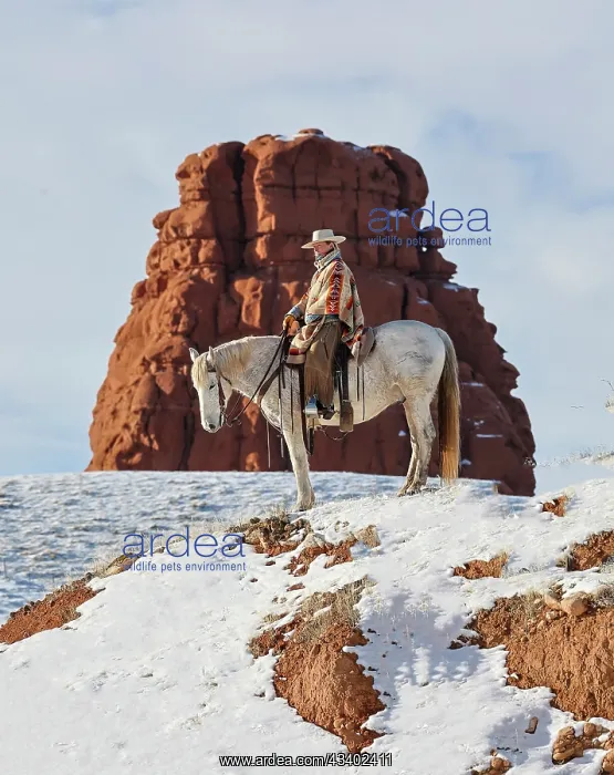 : USA, Wyoming. Hideout Ranch cowgirl on horseback : USA, Wyoming. Hideout Ranch cowgirl on horseback