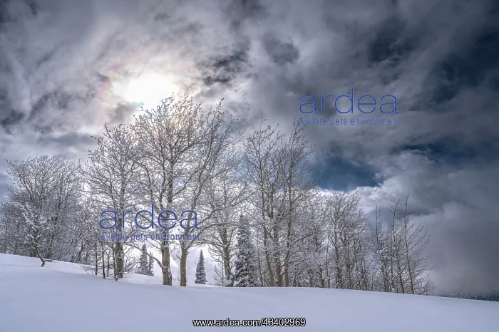 : USA, Wyoming. Landscape of Aspen and subalpine fir : USA, Wyoming. Landscape of Aspen and subalpine fir